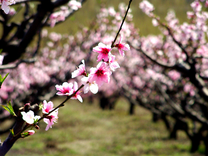 The Linzhou peach blossom valley breeze scenic area captures
