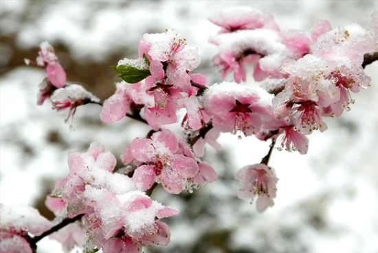 In snow peach blossom
