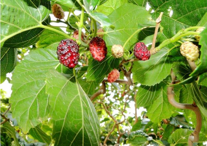 QQ truncation chart 20160815095526