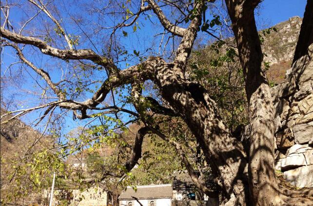 QQ truncation chart 20160815100315