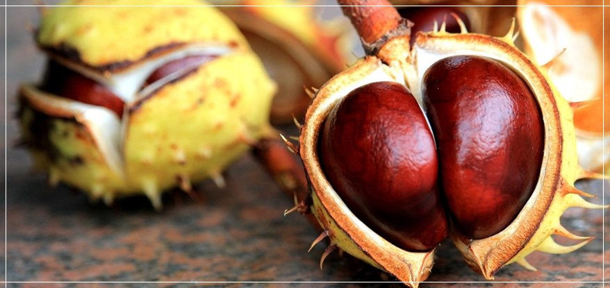Chinese chestnut